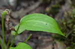 American water plantain